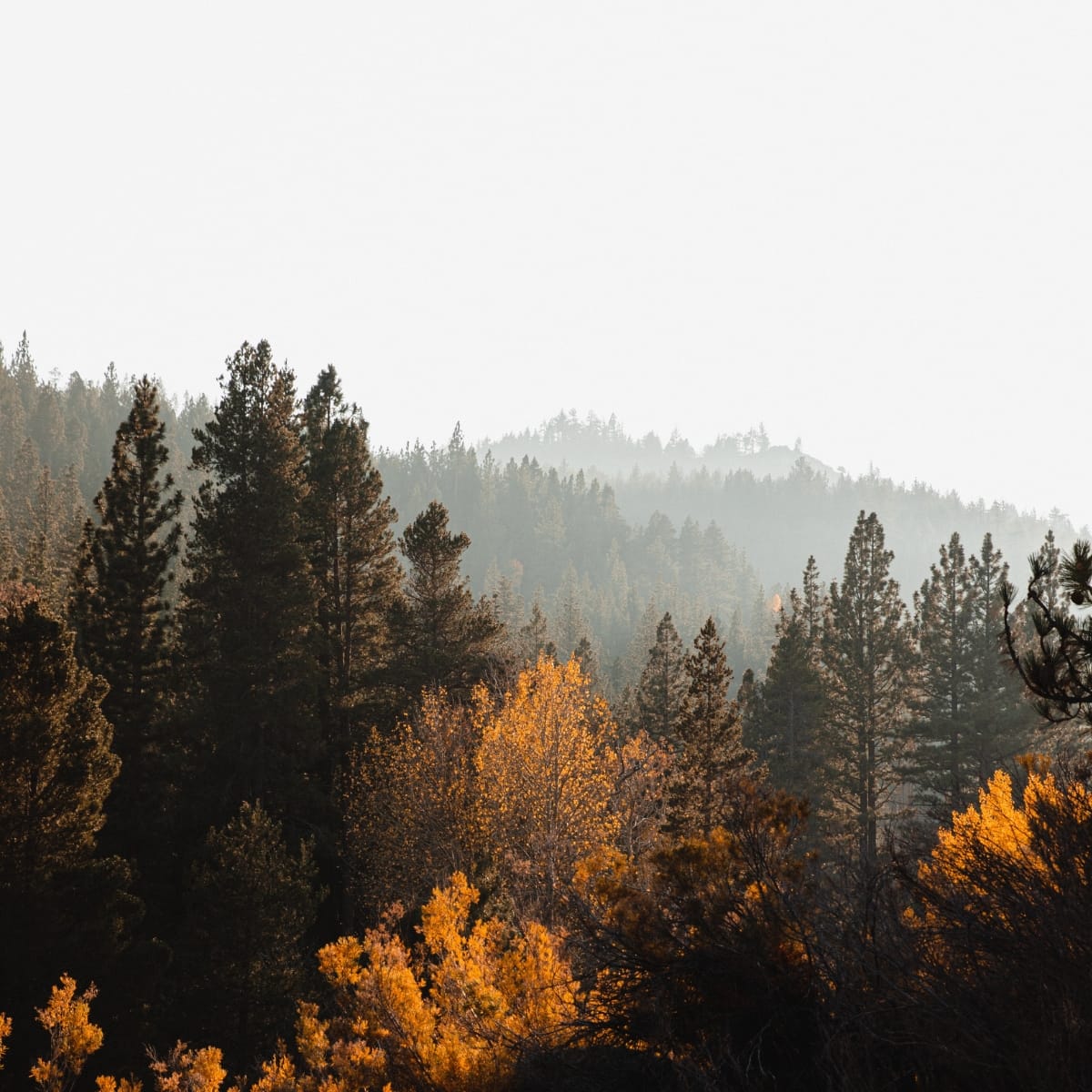 The Art of Deep Work in a Distracted World